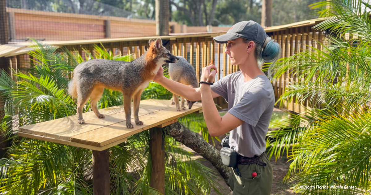 VS-Photograph_20241003_BC_NFWC_Cypress_001_FEATURED_©NorthFloridaWildlifeCenter