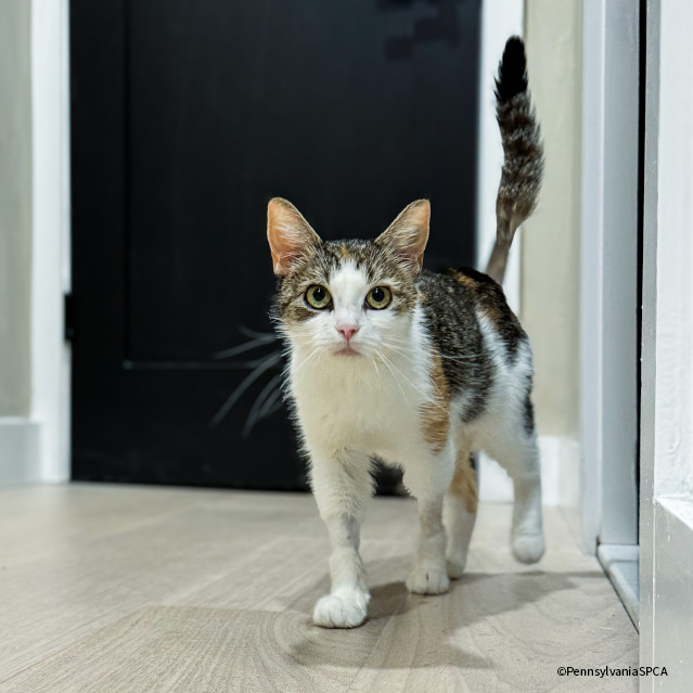 VS-Photograph_20241009_EAM_PA-SPCA_Kimiko_001_©PennsylvaniaSPCA
