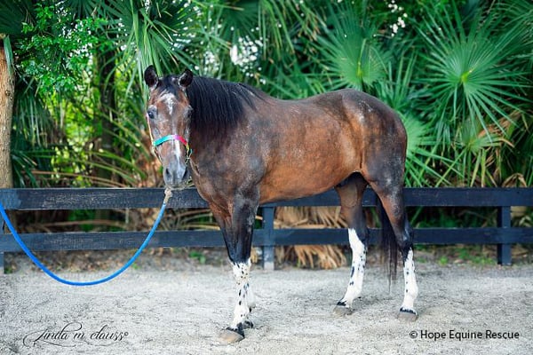 VS-Photograph_20241015_DRD_BI_HurricaneHelene-Milton_HER_002_©HopeEquineRescue