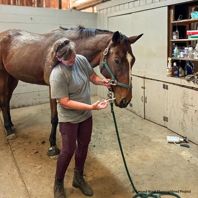 VS-Photograph_20241109_DRD_BI_SWTP_002_©SecondWindThoroughbredProject