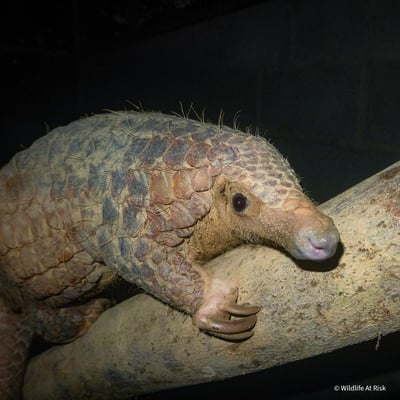 VS-Photograph_20241113_WEAM_Vietnam_Pangolins007_©WildlifeAtRisk (1)