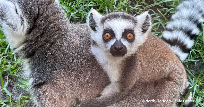 VS-Photograph_20241121_BC_NFWC_Lemurs_001_©NorthFloridaWildlifeCenter - 21-04-2025 14-10-25