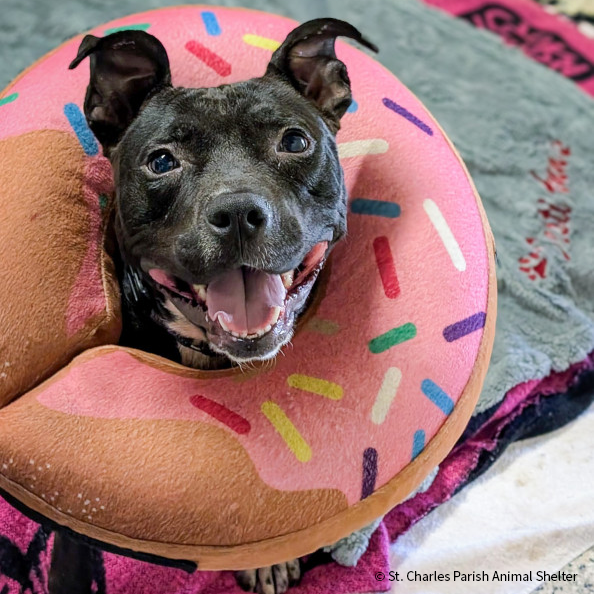 VS-Photograph_20241218_GFL_LA-WA-OR_FeaturedPet_DestiAnn_002_©StCharlesParishAnimalShelter