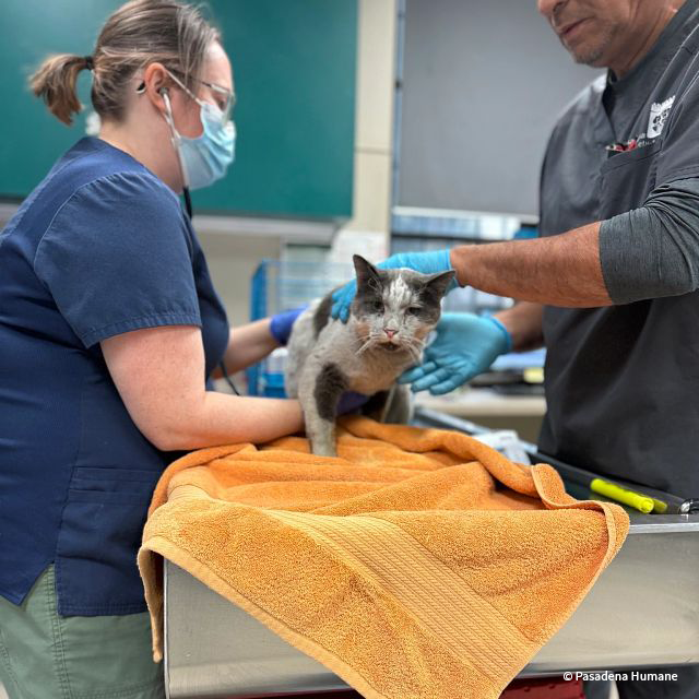 VS-Photograph_20250108_DRD_LAWildfires_PH_AnimalRescues_001_©PasadenaHumane VS-Photograph_20250108_DRD_LAWildfires_PH_AnimalRescues_001_©PasadenaHumane