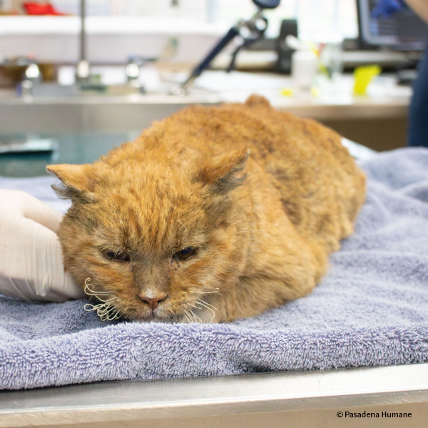 VS-Photograph_20250108_DRD_LAWildfires_PH_OrangeCat_001_©PasadenaHumane
