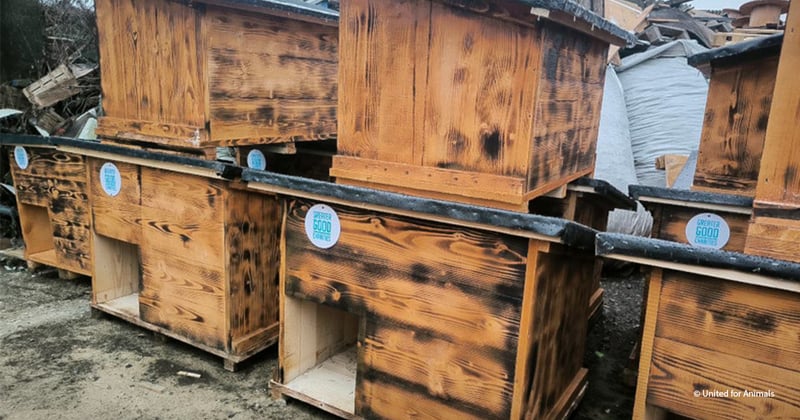 VS-Photograph_20250115_DRI_Ukraine_UFA_DogHouses_002_FEATURED_©UnitedforAnimals