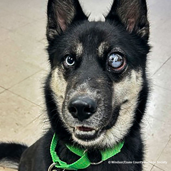 VS-Photograph_20250131_EAM_WECHS_Ripkin_001_©Windsor-EssexCountyHumaneSociety
