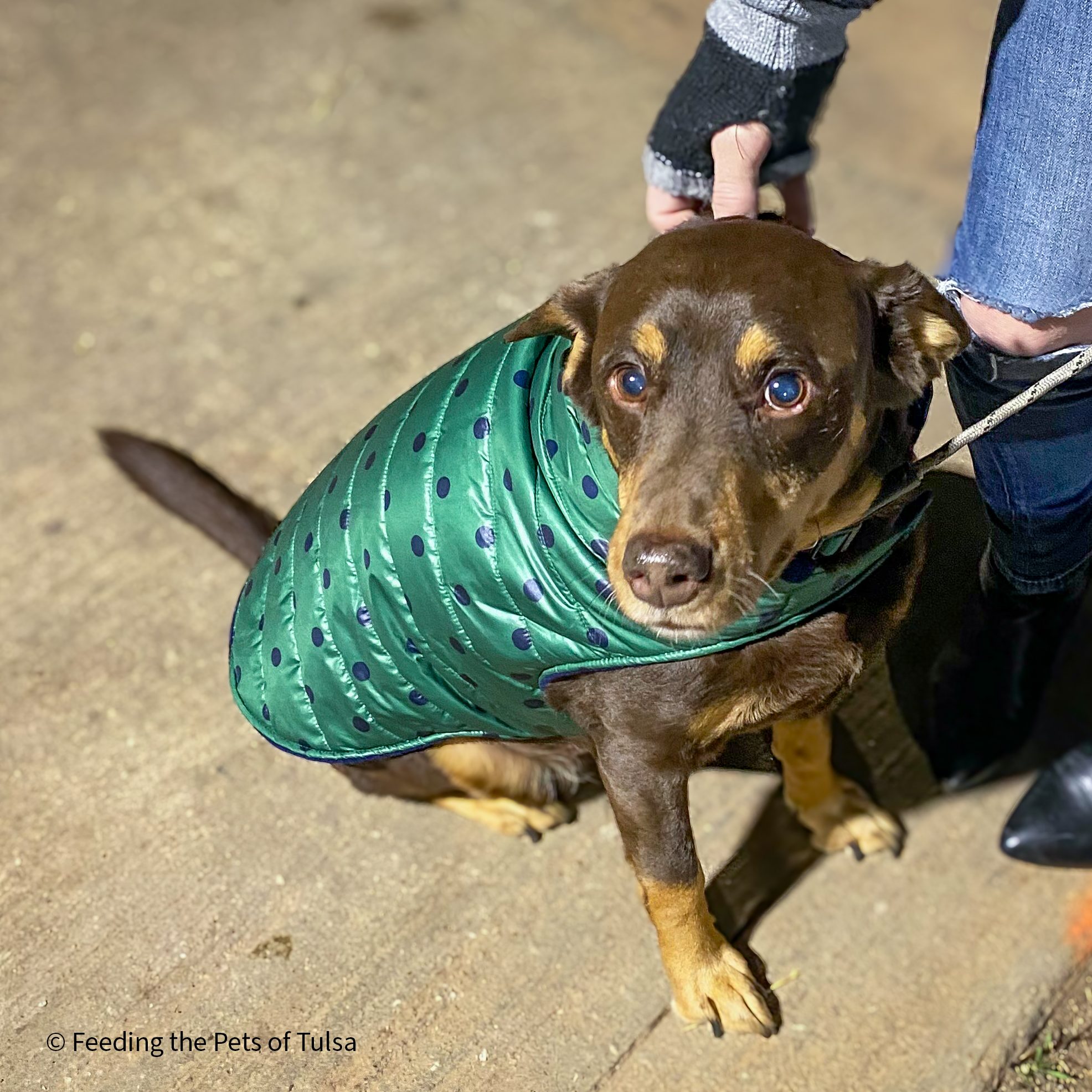 VS-Photograph_20250201_GDS_Merrick_FTPTH_Rex_001_©FeedingthePetsofTulsa_sHomeless