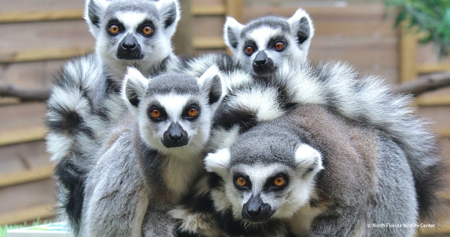 VS-Photograph_20250221_BC_NFWC_Lemurs_005_©NorthFloridaWildlifeCenter