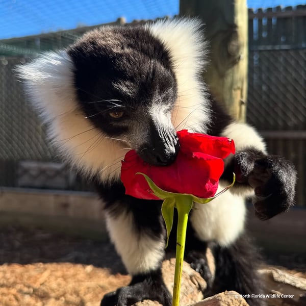 VS-Photograph_20250221_BC_NFWC_Lemurs_006_©NorthFloridaWildlifeCenter