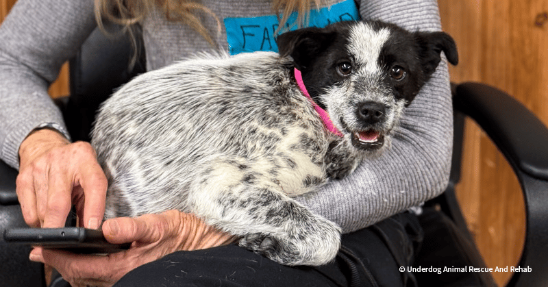 VS-Photograph_20250221_GDS_BI-ShotsForGood_UARR_003_©UnderdogAnimalRescueAndRehab