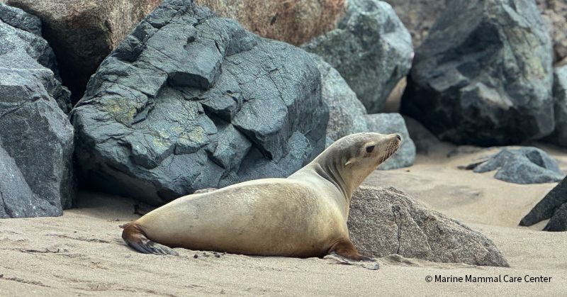 VS-Photograph_20250313_BC_California_MMCC_001_©MarineMammalCareCenter