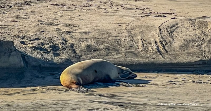 VS-Photograph_20250315_BC_California_Torrance_MMCC_FEATURED_001_©MarineMammalCareCenter