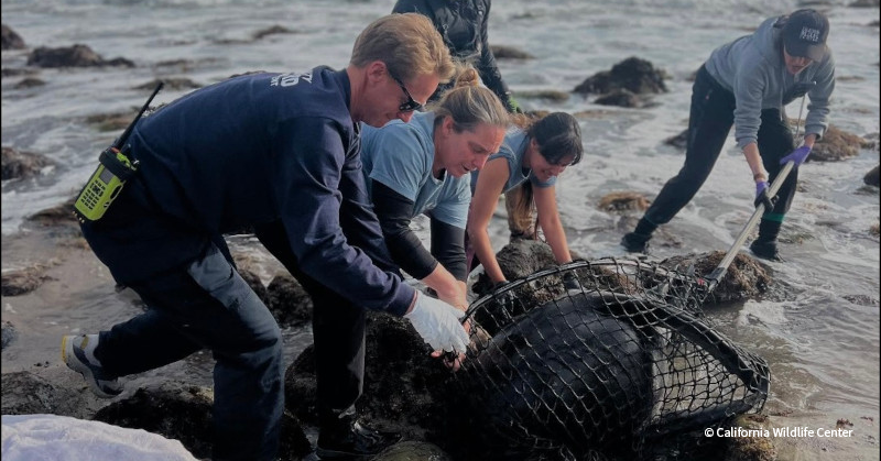 VS-Photograph_20250404_PP_CA_MarineWildlife_CWC_001_©CaliforniaWildlifeCenter (1)