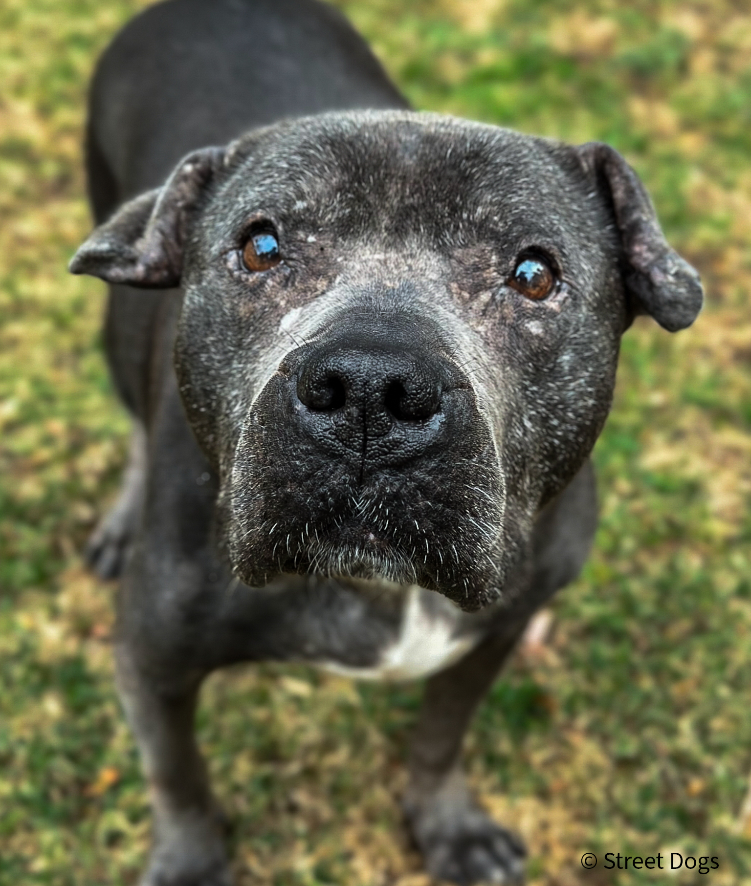 VS-Photograph_20250428_AHW_EAM_SD_Izzy_001_©StreetDogs