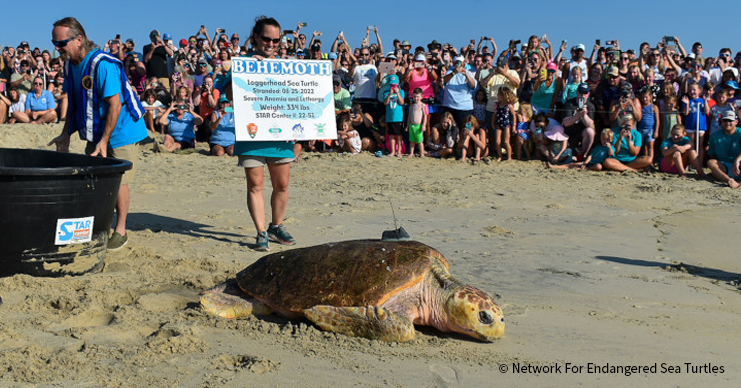VS-Photograph_20250518_BC_SeaTurtles_NEST_003_©NetworkForEndangeredSeaTurtles