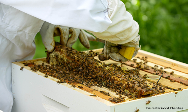 VS-Photograph_20250522_DRD_HurricaneHelene_Beekeeping_029_©GGC_634x380
