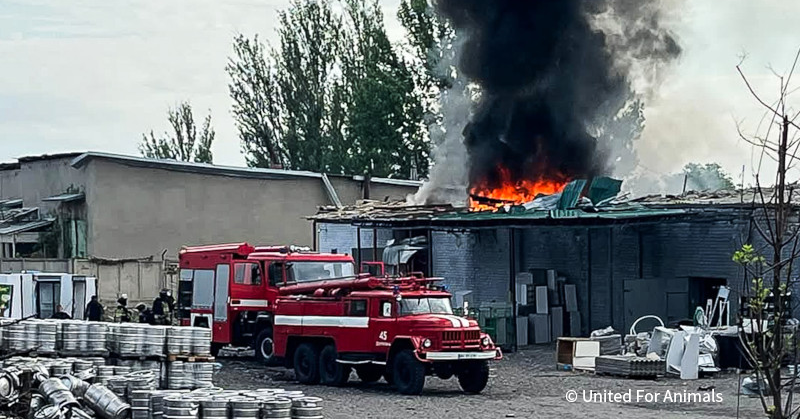 VS-Photograph_20250619_DRI_Ukraine_UFA_12Guards_001_©UnitedForAnimals_Horizontal