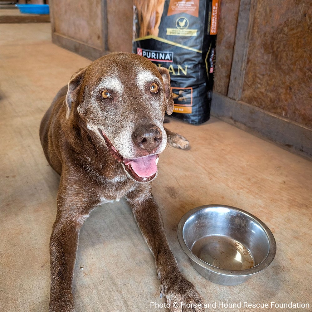 VS-Photograph_20250812_GDS_Chewy_HHRF_Coco_001_©HorseAndHouseRescueFoundation - 29-09-2025 12-28-18