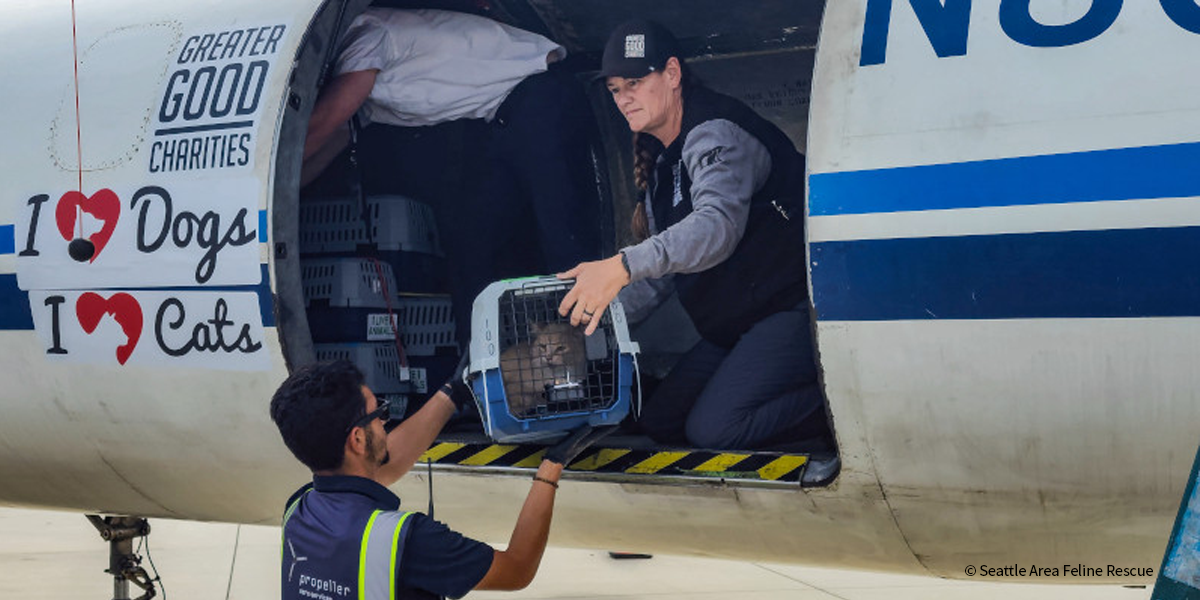 VS-Photograph_20250827_GFL-HLM_IA-WA-OR_Arrival_002_FEATURED_©SeattleAreaFelineRescue