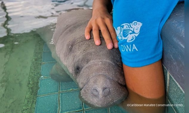 VS-Photograph_20251015_BC_PuertoRico_CMCC_Manatee_634x380_0003_©CaribbeanManateeConservationCenter