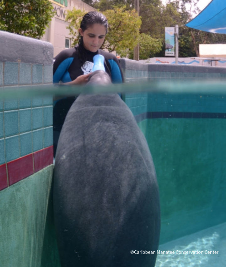 VS-Photograph_20251015_BC_PuertoRico_CMCC_Manatee_720x850_0004_©CaribbeanManateeConservationCenter