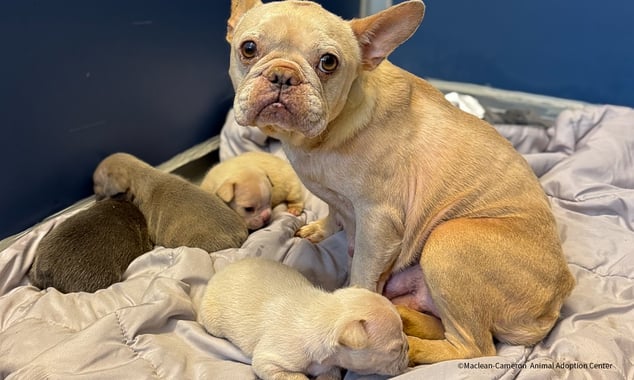 VS-Photograph_20251021_AHW_EAM_Summerlee_M-CAAC_June_001_©Maclean-CameronAnimalAdoptionCenter