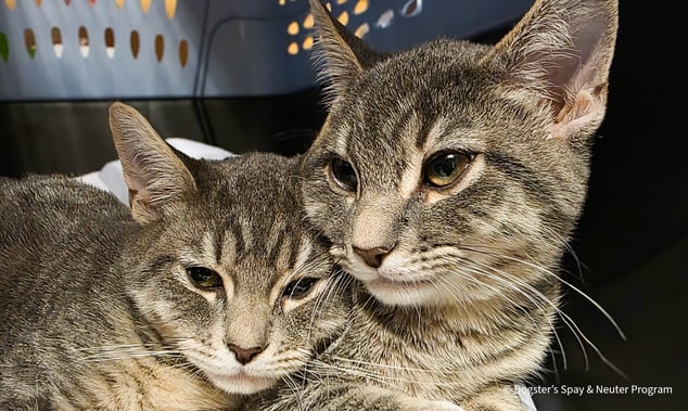 VS-Photograph_20251029_AHW_BI-Cares_DSNP_002_©Dogster_sSpayAndNeuterProgram-2