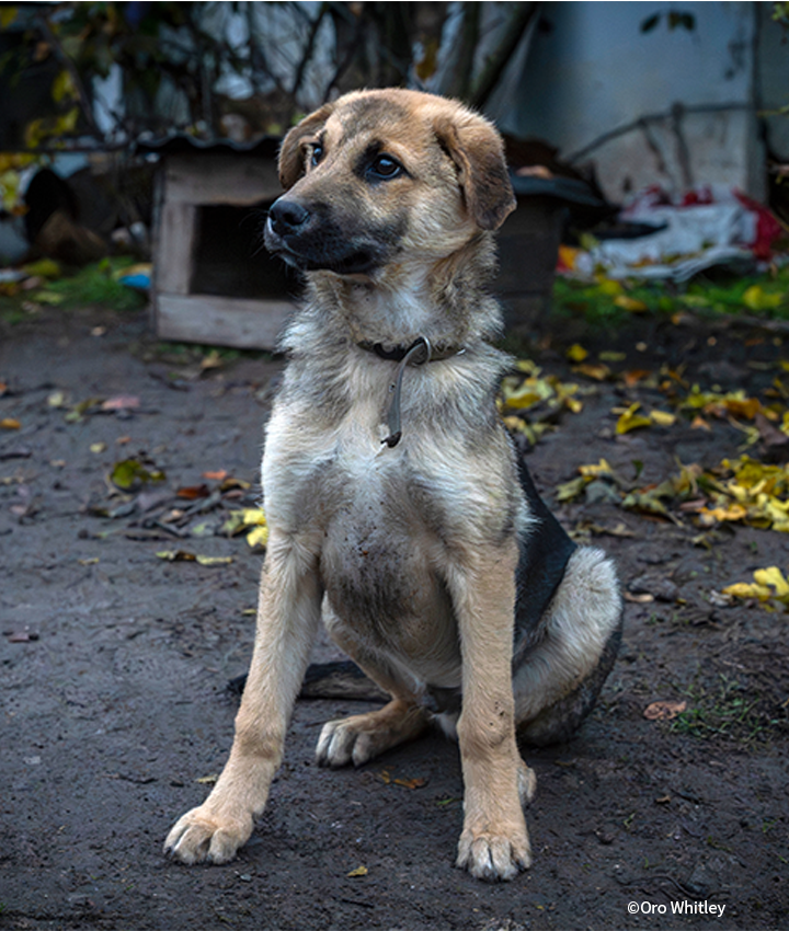 VS-Photograph_20251105_CDR_Ukraine_StepovaDolyna_007_©OroWhitley_GGC