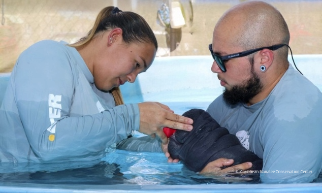 VS-Photograph_20251118_BC_PuertoRico_CMCC_Manatee_634x380_002_©CaribbeanManateeConservationCenter-2
