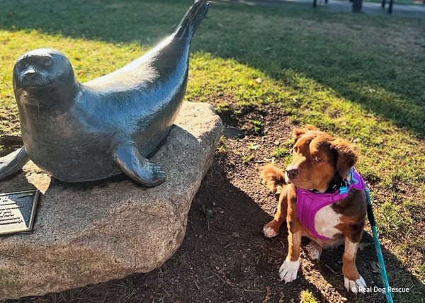 VS-Photograph_20251209_AHW_BI_Beluga_fka_Yukie_003_©RealDogRescue