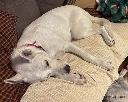 VS-Photograph_20251209_AHW_BI_Brandi_fka_Emma_003_©RealDogRescue