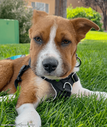 WEBSITE EOY-CYG-EAM-11-20251009_AHW_EAM_UARR_Bumper_003-720x850