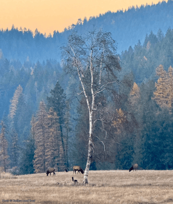 WEBSITE EOY-CYG-LandTrust-10-BC_SaglePeninsula_LassenTrust_004-720x850