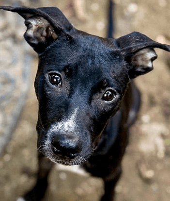 WEBSITE EOY-CYG-PetFoodDrive-11-AHW_EAM_AR_FashionLitter_Boots_002-720x850