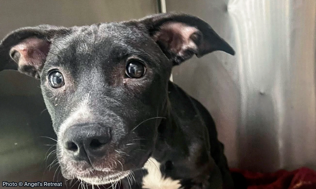 WEBSITE EOY-CYG-PetFoodDrive-9-20250924_AHW_EAM_AR_FashionLitter_Boots-634x380