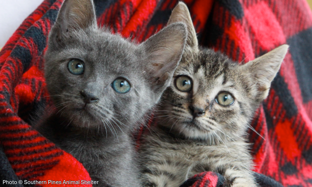 WEBSITE EOY-CYG-PetMealsGlobal-12-20250919_AHW_BI-Cares_SPAS_001-634x380