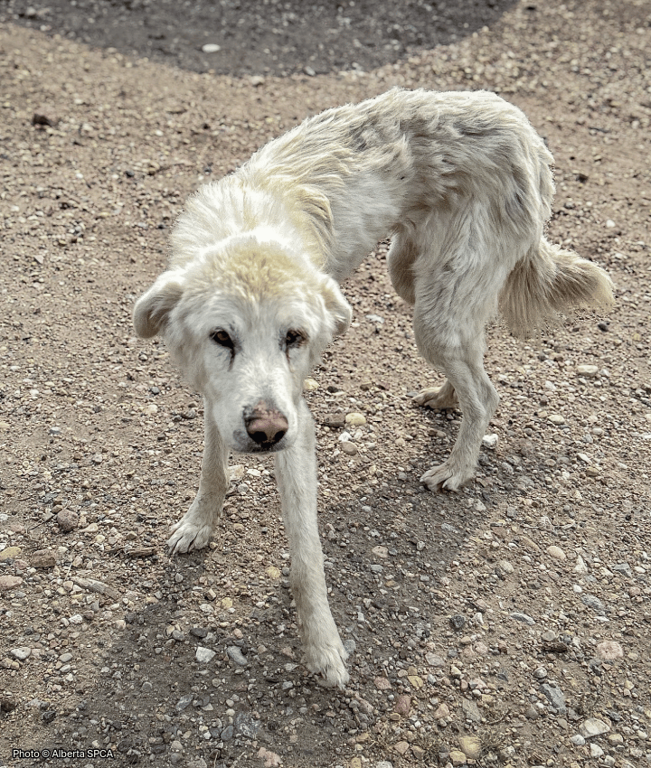 WEBSITE EOY-CYG-PetMealsGlobal-2-20250929_AHW_EAM_Canada_ASPCA_Hardy_001-720x850