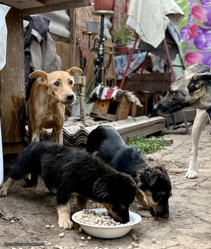 WEBSITE EOY-CYG-UkrainePets-11-20250910_AHW_Ukraine_UFA_Tiernothilfe_008-720x850