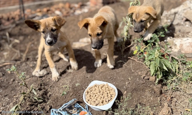 WEBSITE EOY-CYG-UkrainePets-15-20250910_AHW_Ukraine_UFA_Tiernothilfe_005-634x380