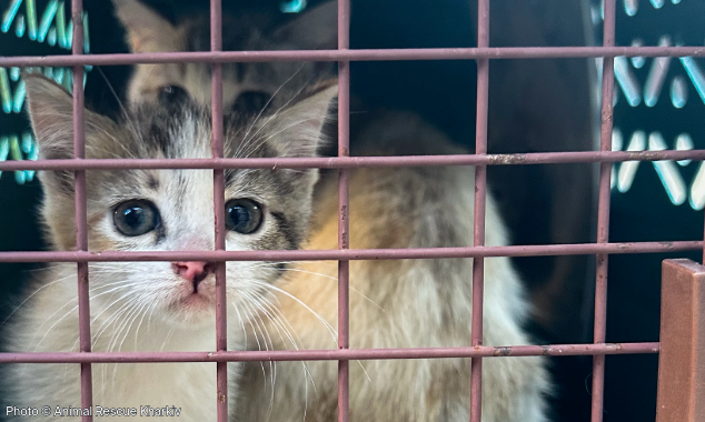 WEBSITE EOY-CYG-UkrainePets-21-20250603_DRI_Ukraine_ARK_007-634x380