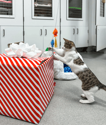 WEBSITE-EOY-CYG-Care-Packages-10-20241119_ChooseYourGood-GivingTuesday_002-720x850