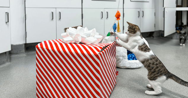 WEBSITE-EOY-CYG-Care-Packages-12-20241119_ChooseYourGood-GivingTuesday_002-1200x630