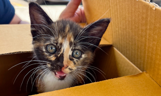 WEBSITE-EOY-CYG-Care-Packages-17-20240530_DRD_Houston_HHS_024-634x380