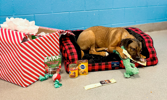 WEBSITE-EOY-CYG-Care-Packages-8-20241119_ChooseYourGood-GivingTuesday_019-634x380