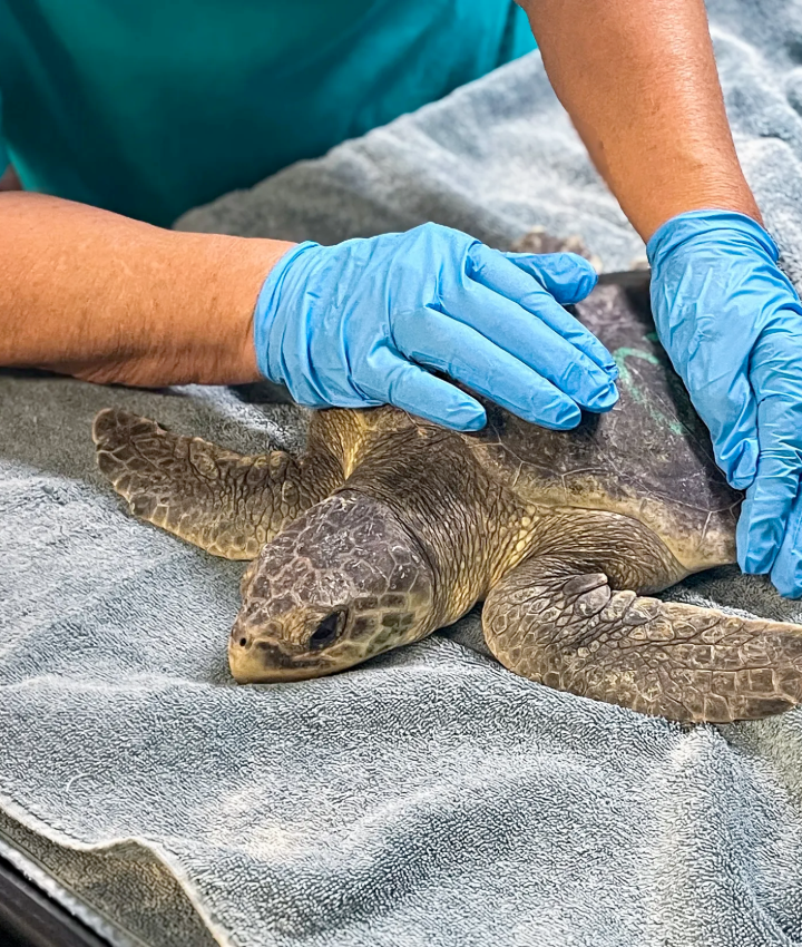 WEBSITE-EOY-CYG-Sea-Turtle-Flight-3-20251107_BC_NEAq_SeaTurtles_002-720x850