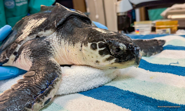 WEBSITE-EOY-GT-Sea-Turtle-Flight-8-DRD_DeepFreeze_STI_001-634x380