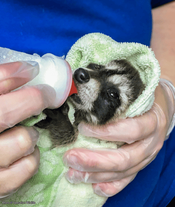 Website EOY-CYG-BabyAnimals-11-20230531_GDS_ARS_OW_001-720x850