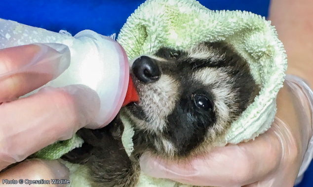 Website EOY-CYG-BabyAnimals-12-20230531_GDS_ARS_OW_001-634x380