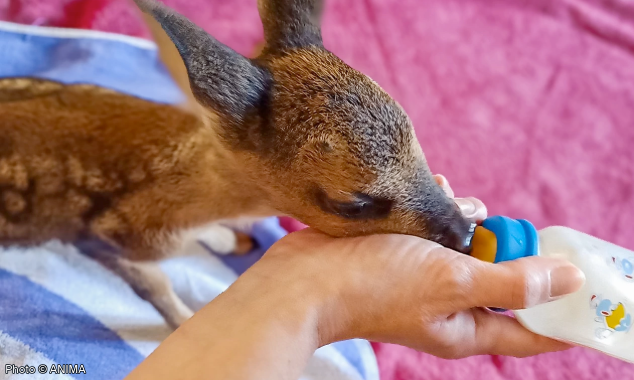 Website EOY-CYG-BabyAnimals-15-20240628_DRI_Greece_Athens_Paschalis_002-634x380